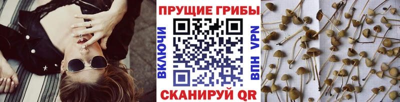 Галлюциногенные грибы мухоморы  Купить где  Поронайск 